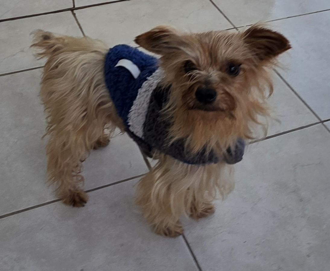 Johnny, a ADOPTABLE Yorkshire Terrier in Fallbrook, CA image 2/6