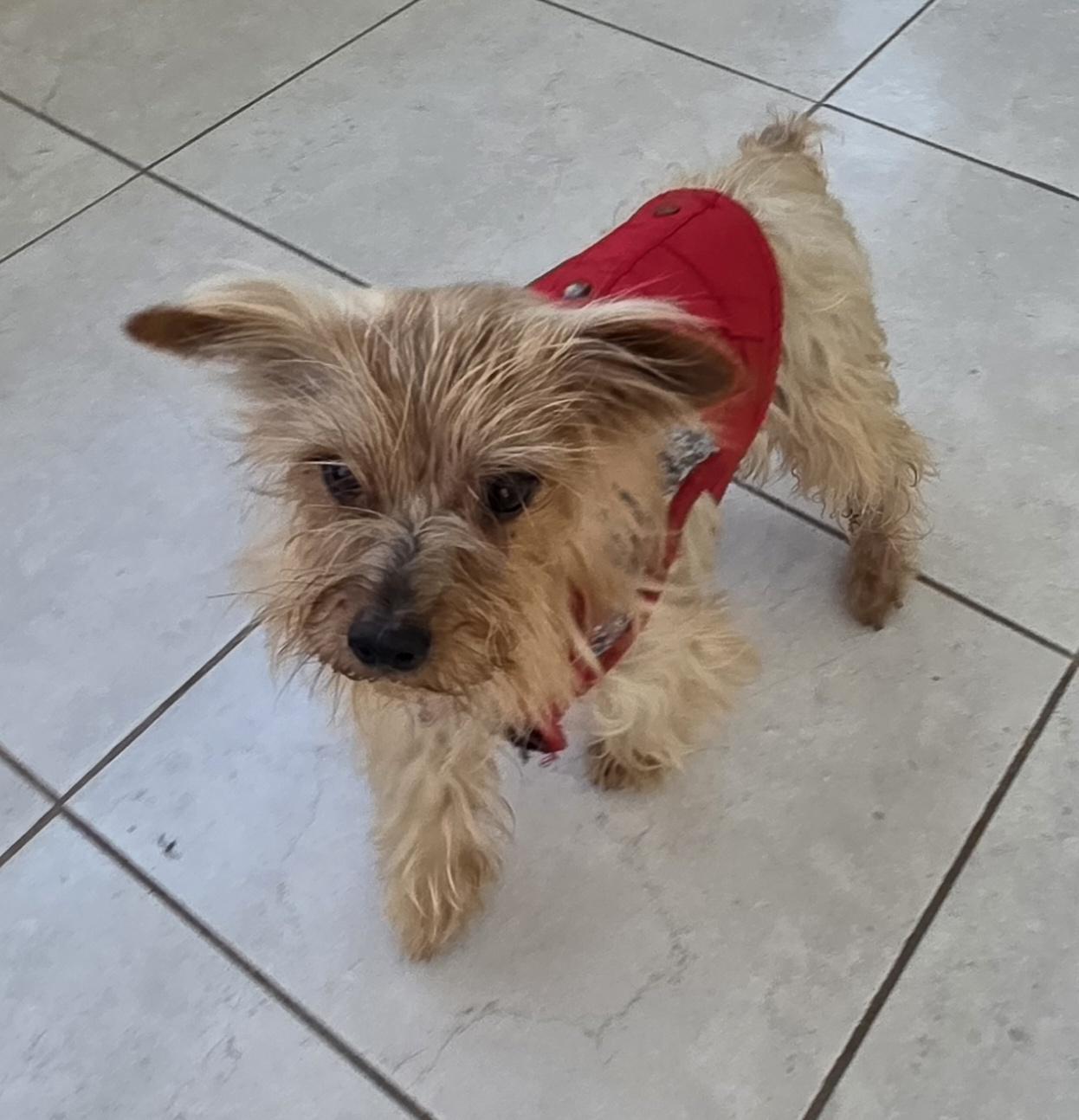 Johnny, a ADOPTABLE Yorkshire Terrier in Fallbrook, CA image 4/6