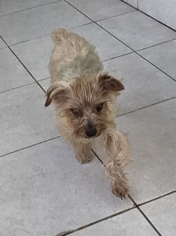 Johnny, ADOPTABLE, Young Male Yorkshire Terrier.
