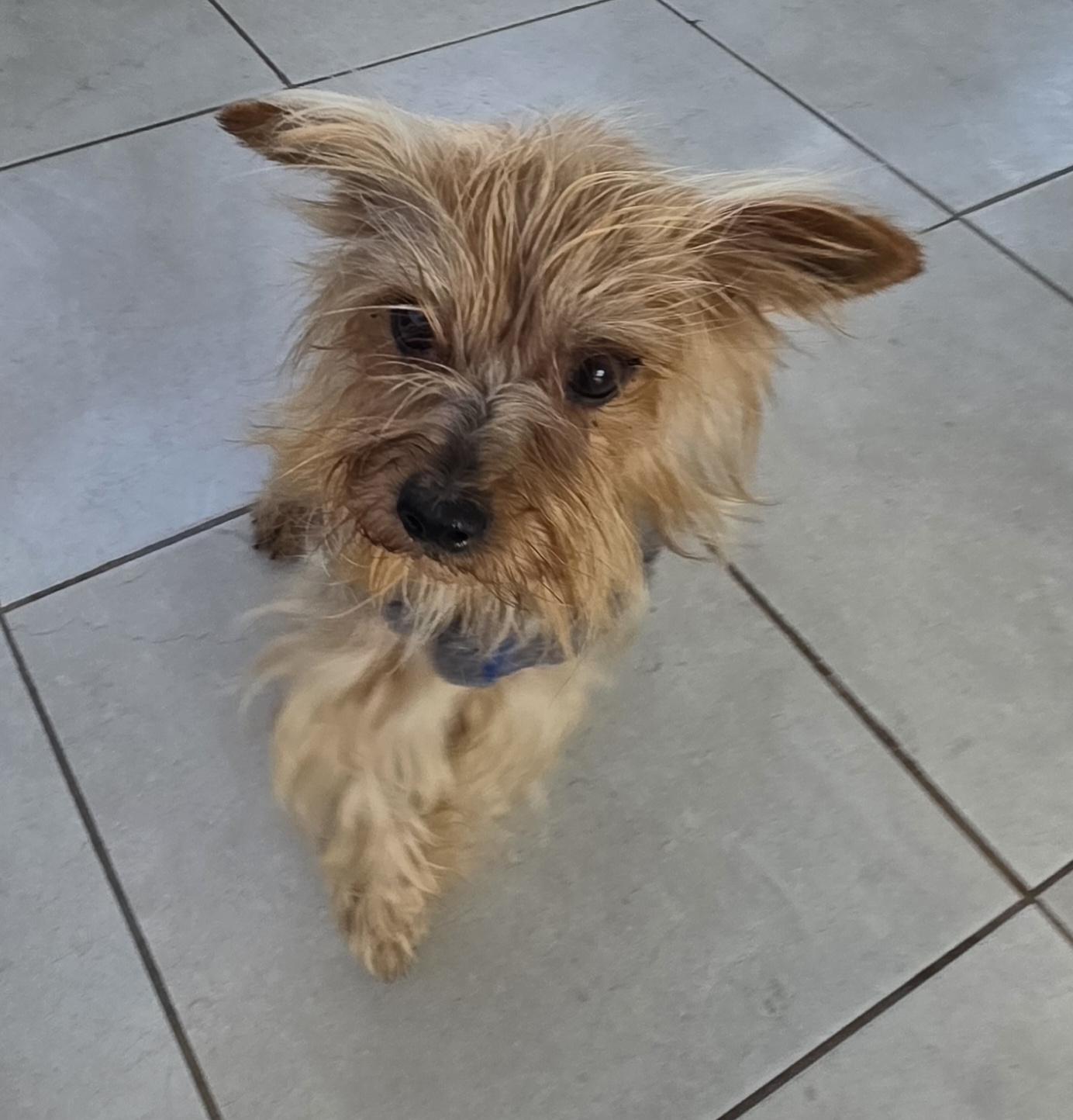 Johnny, a ADOPTABLE Yorkshire Terrier in Fallbrook, CA image 5/6