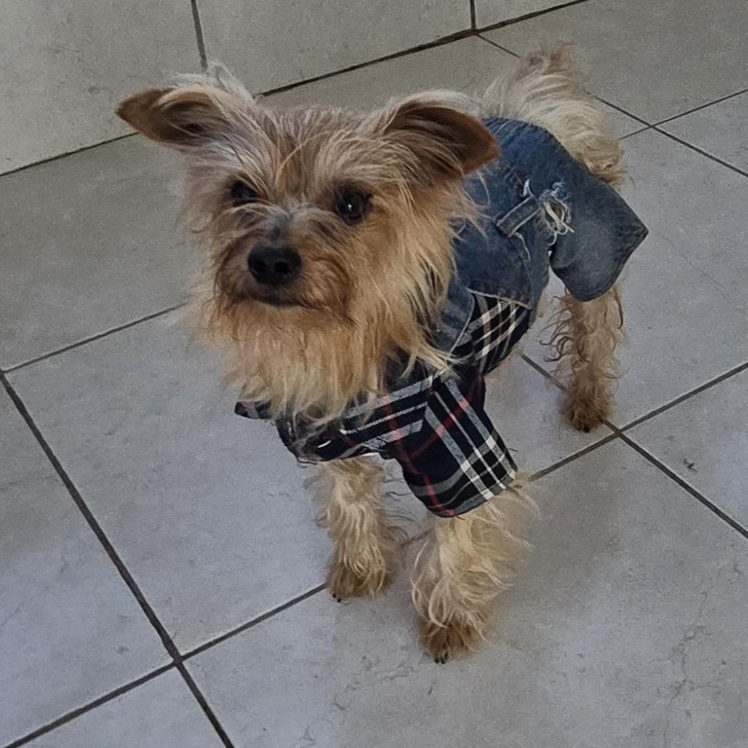 Johnny, a ADOPTABLE Yorkshire Terrier in Fallbrook, CA image 3/6