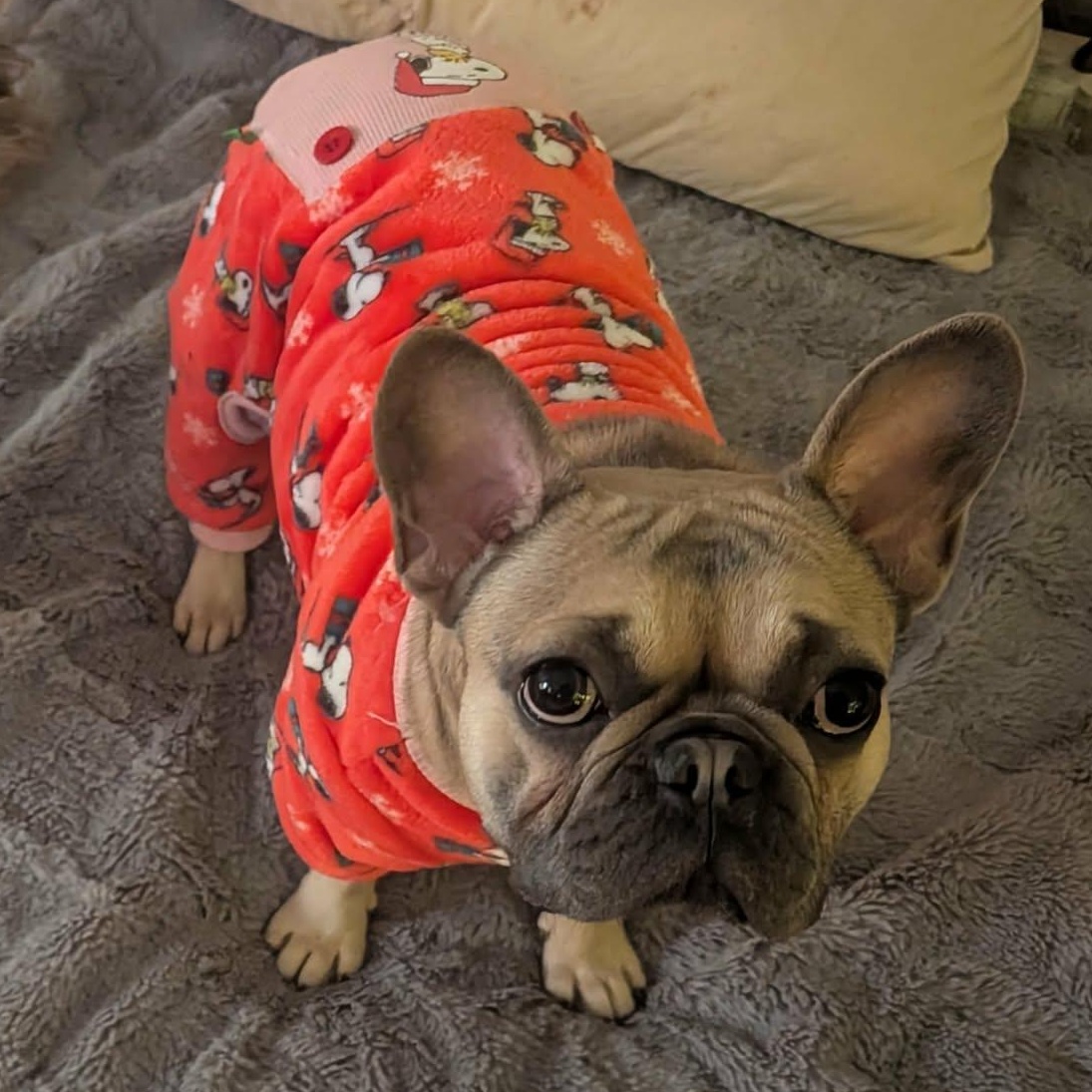 Estelle, a ADOPTABLE French Bulldog in Rochester, NY image 1/6