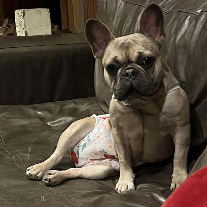Estelle, a ADOPTABLE French Bulldog in Rochester, NY image 2/6