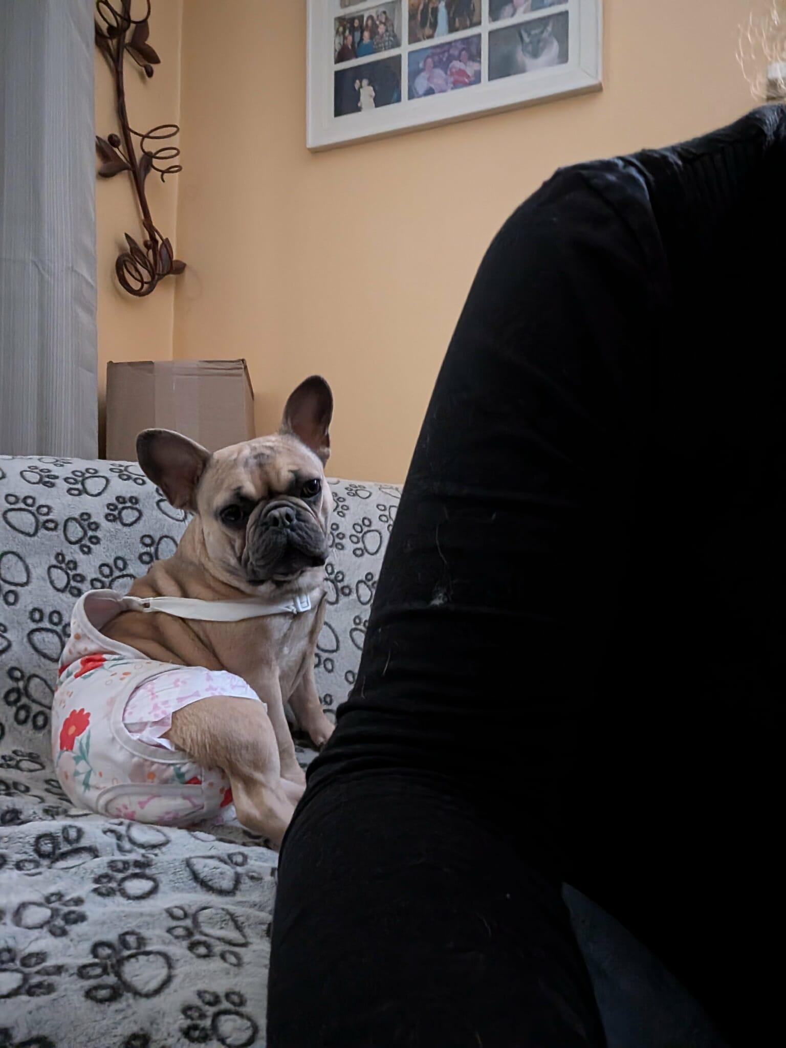 Estelle, a ADOPTABLE French Bulldog in Rochester, NY image 3/6