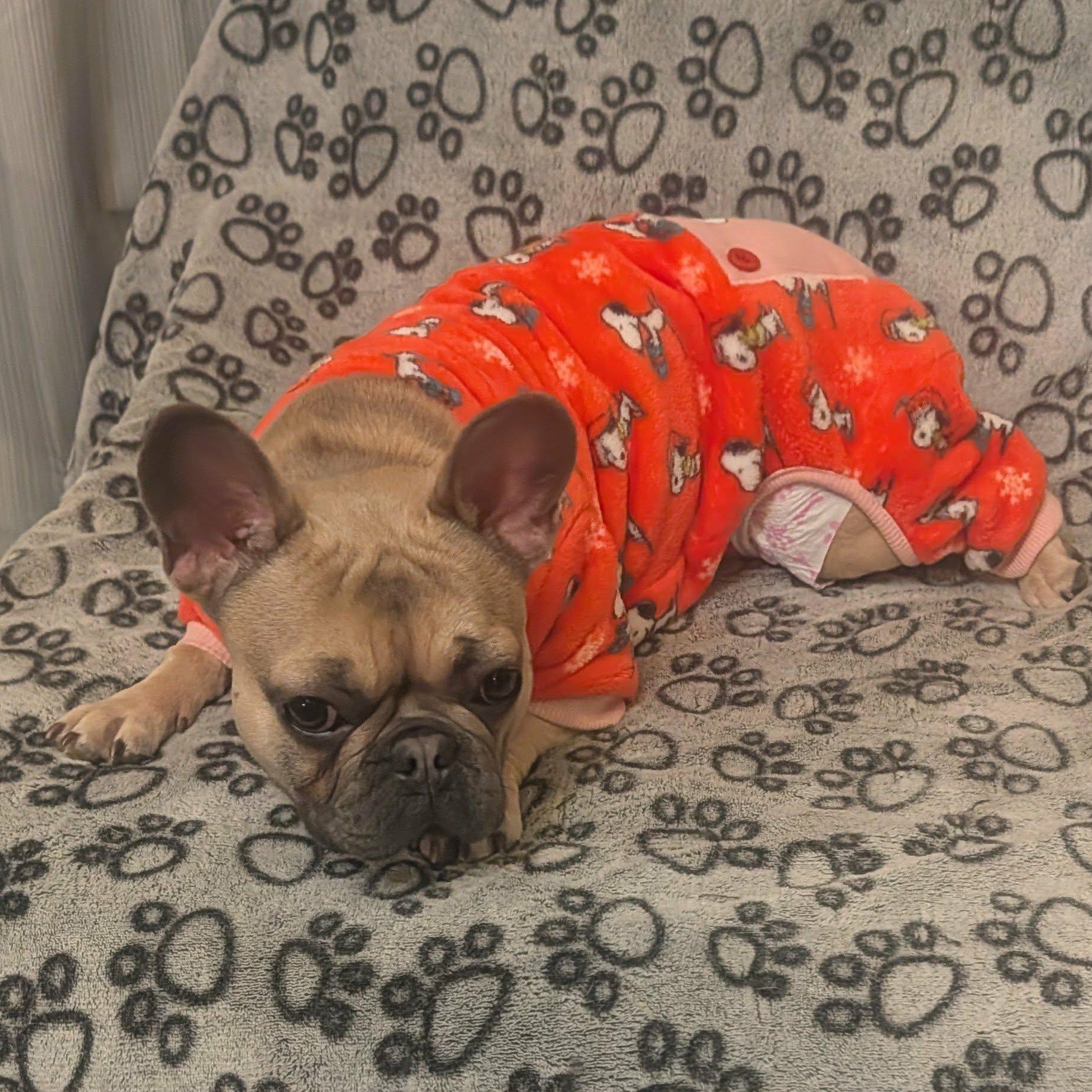 Estelle, a ADOPTABLE French Bulldog in Rochester, NY image 4/6