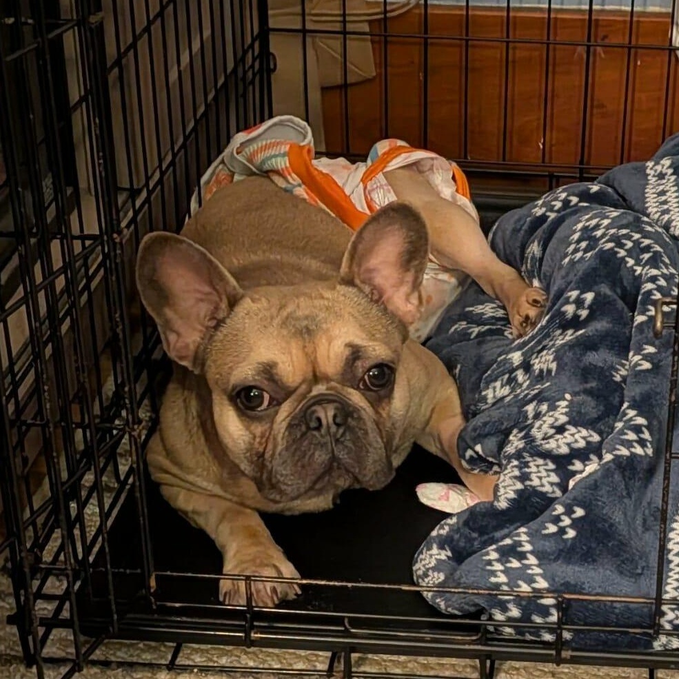 Estelle, a ADOPTABLE French Bulldog in Rochester, NY image 5/6