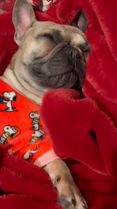 Enlarge Estelle, a ADOPTABLE French Bulldog in Rochester, NY video 6/6