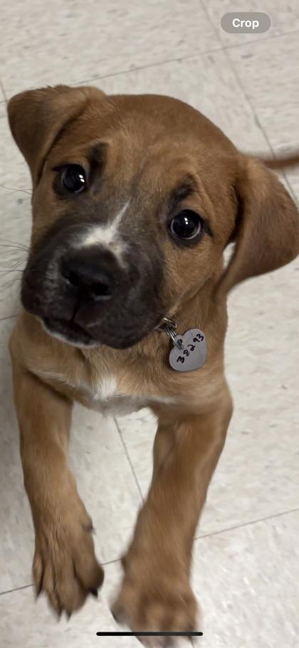 Mono o, adopted, Puppy Male Boxer & Pit Bull Terrier.