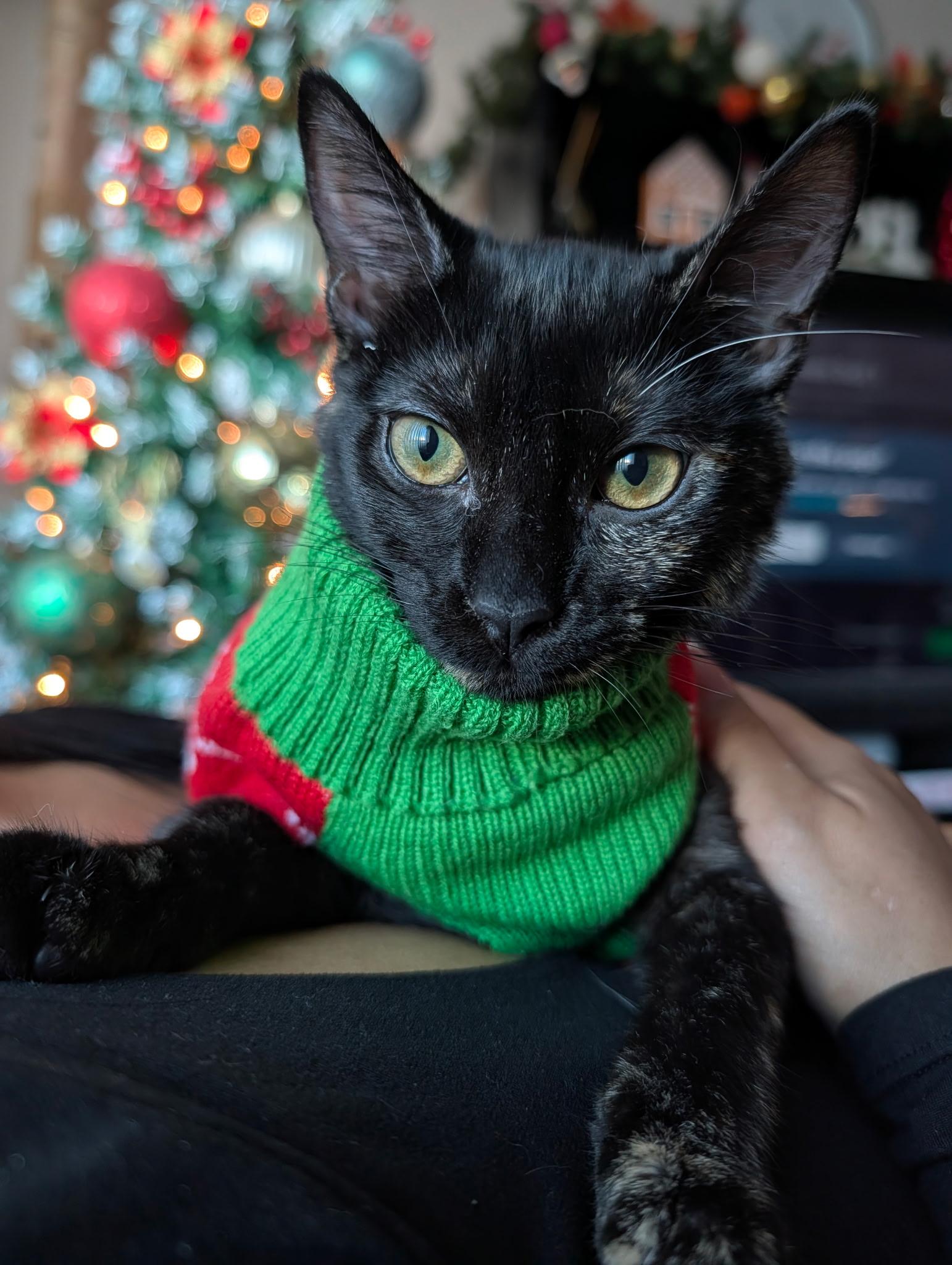 Enlarge Tori, a Adoptable Tortoiseshell in Murrieta, CA image 1/4