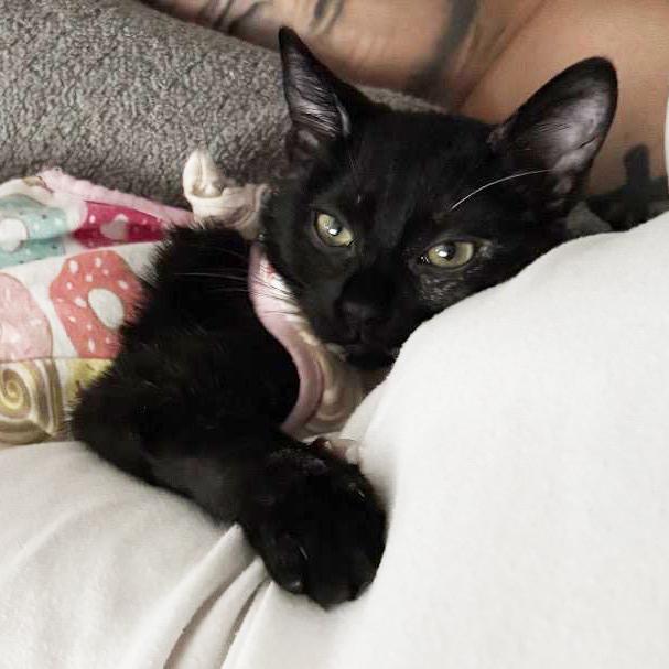 Tori, a Adoptable Tortoiseshell in Huntington Beach, CA image 1/3