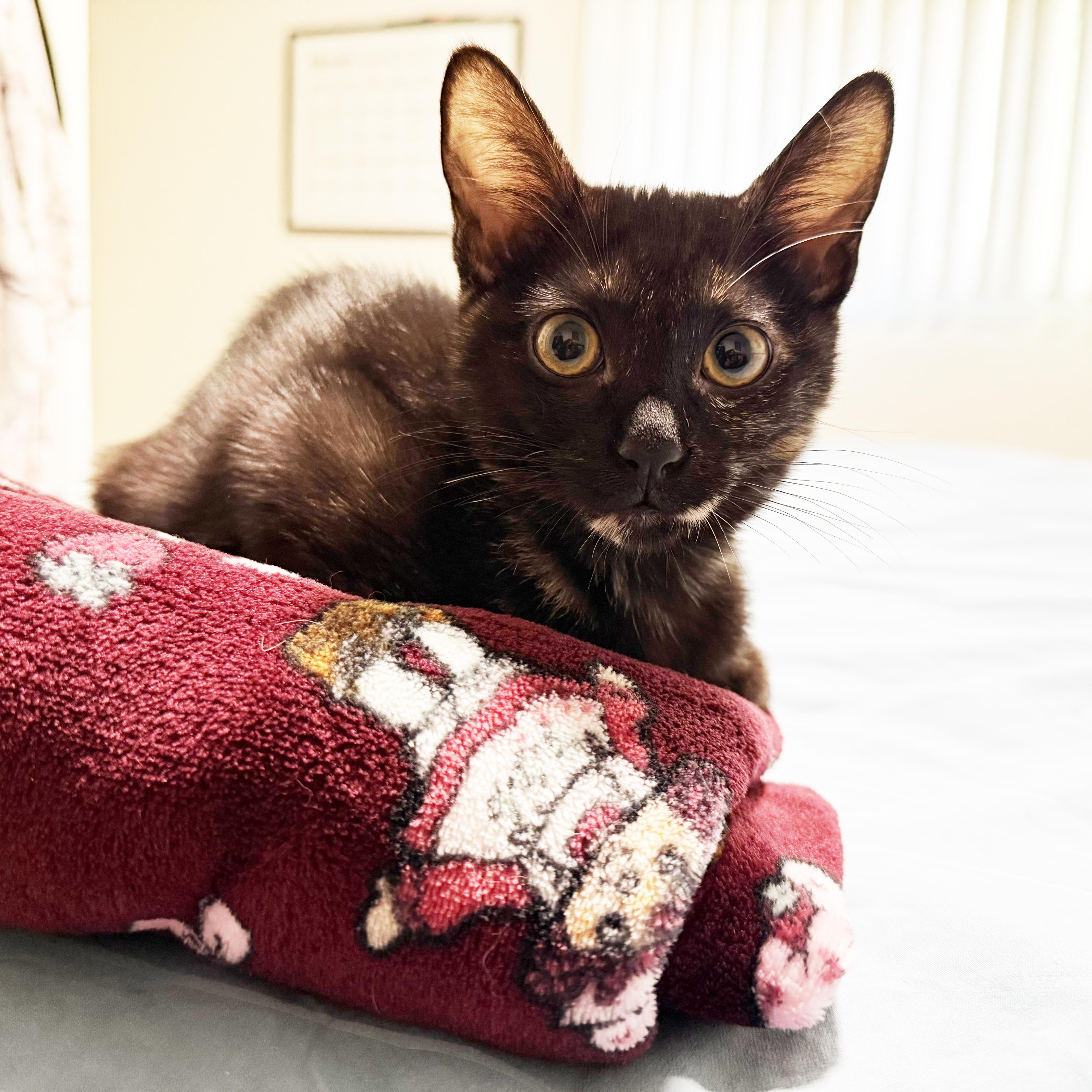 Tori, a Adoptable Tortoiseshell in Huntington Beach, CA image 2/3