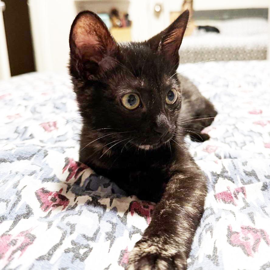 Tori, a Adoptable Tortoiseshell in Huntington Beach, CA image 3/3