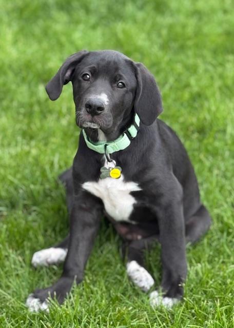 Enlarge Moose, an adopted mixed breed in Albany, NY image 4/6