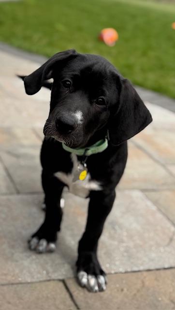 Enlarge Moose, an adopted mixed breed in Albany, NY image 3/6