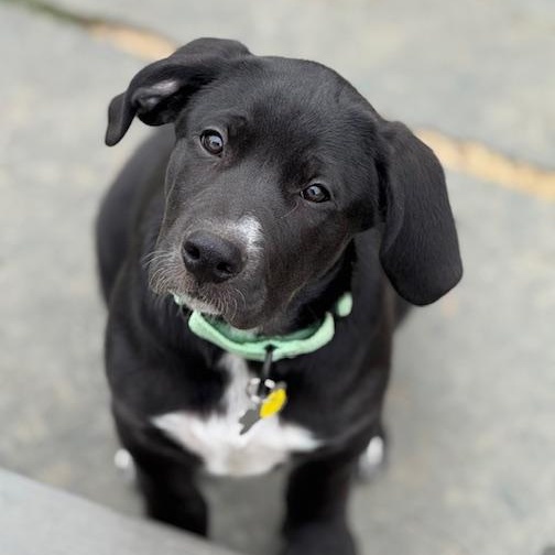 Enlarge Moose, an adopted mixed breed in Albany, NY image 2/6