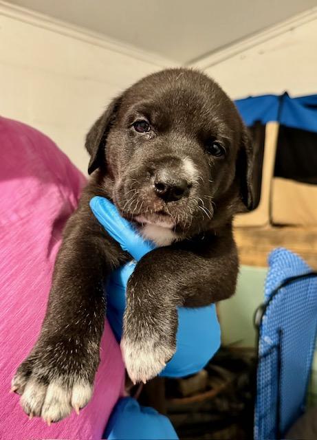 Enlarge Moose, an adopted mixed breed in Albany, NY image 5/6