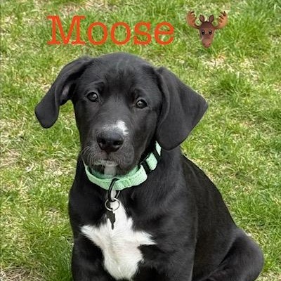 Moose, adopted, Puppy Male Labrador Retriever.