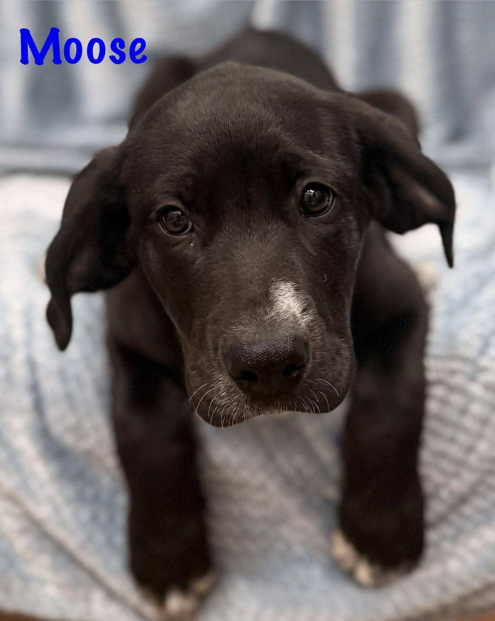 Enlarge Moose, an adopted mixed breed in Albany, NY image 6/6