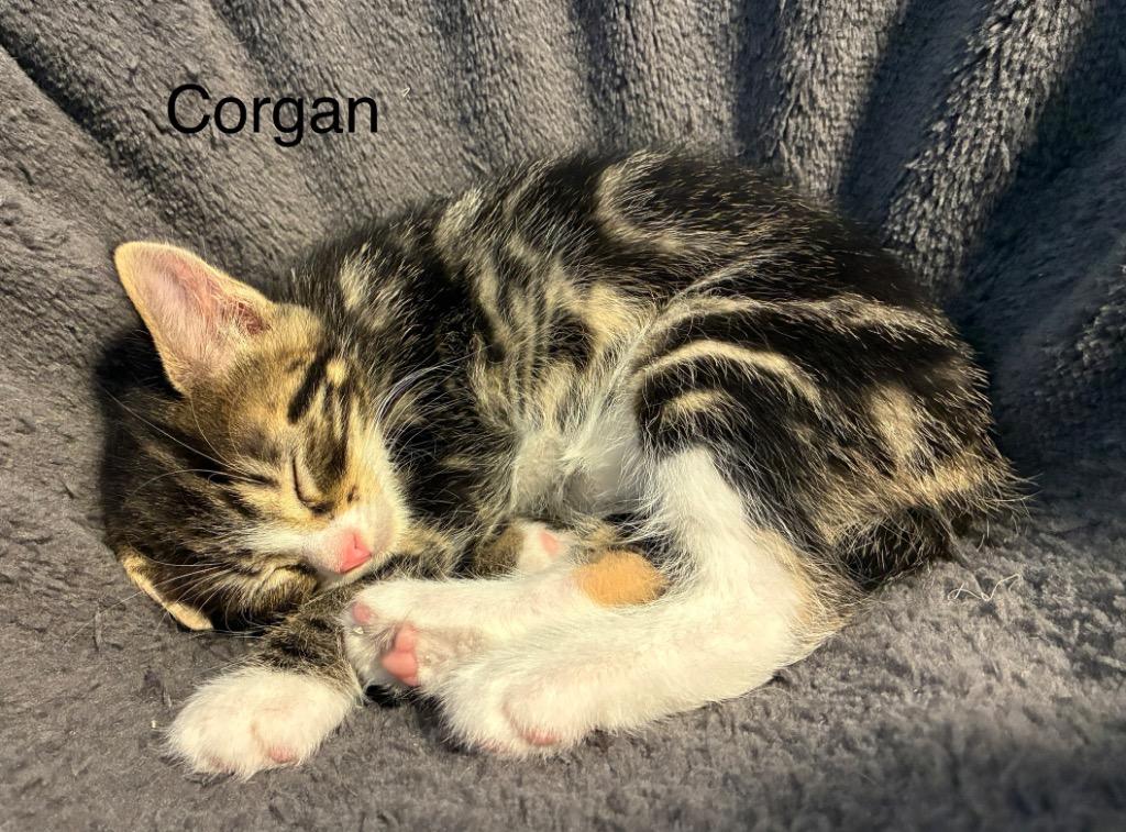 Corgan, Adoptable, Kitten Male Domestic Short Hair.
