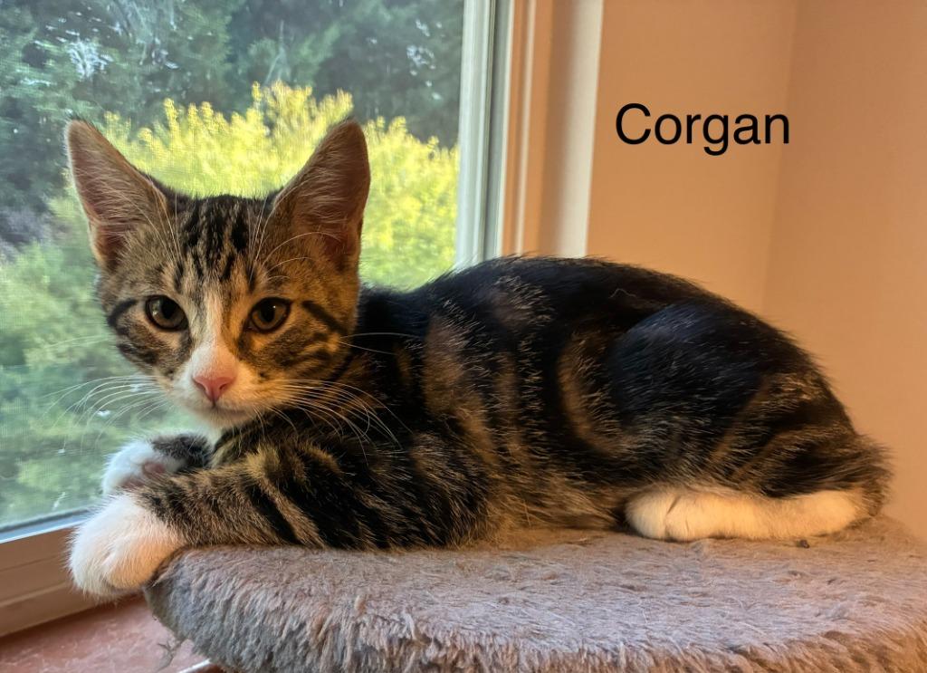 Enlarge Corgan, a Adoptable mixed breed in Shelton, WA image 2/2