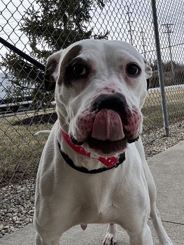 Enlarge SWEET PEA, a Adoptable Pit Bull Terrier in Dayton, OH image 1/1
