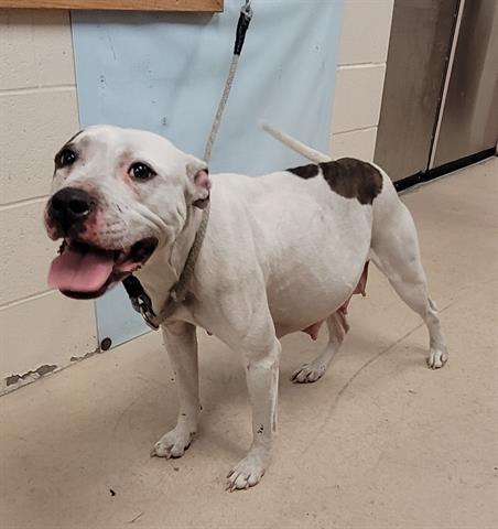 SWEET PEA, Adoptable, Young Female Pit Bull Terrier.