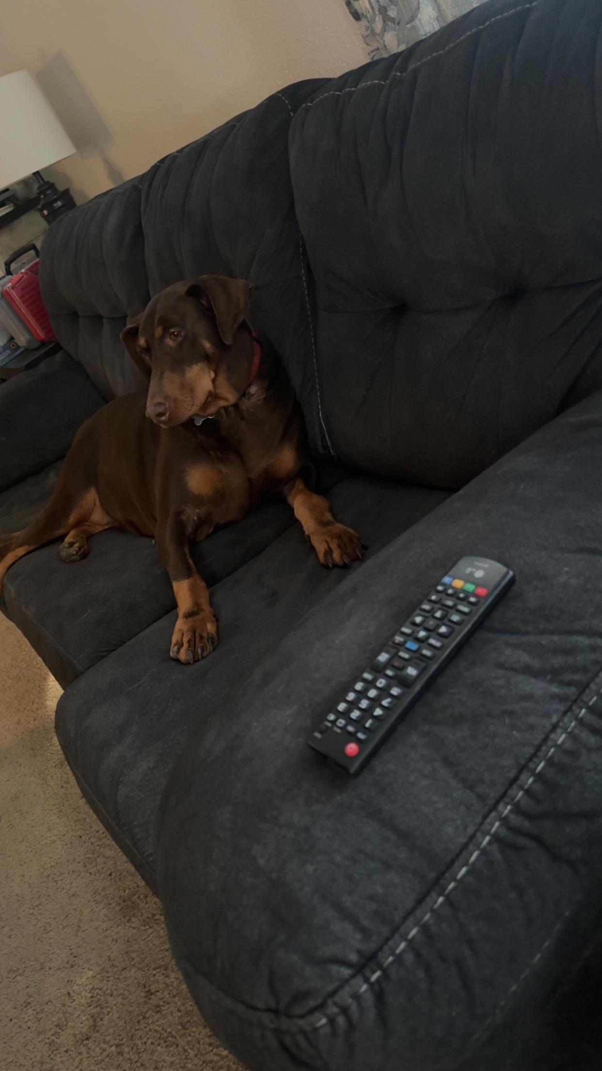 Millie Mae **COURTESY POST**, a Adopted mixed breed in Lewiston, ID image 2/4