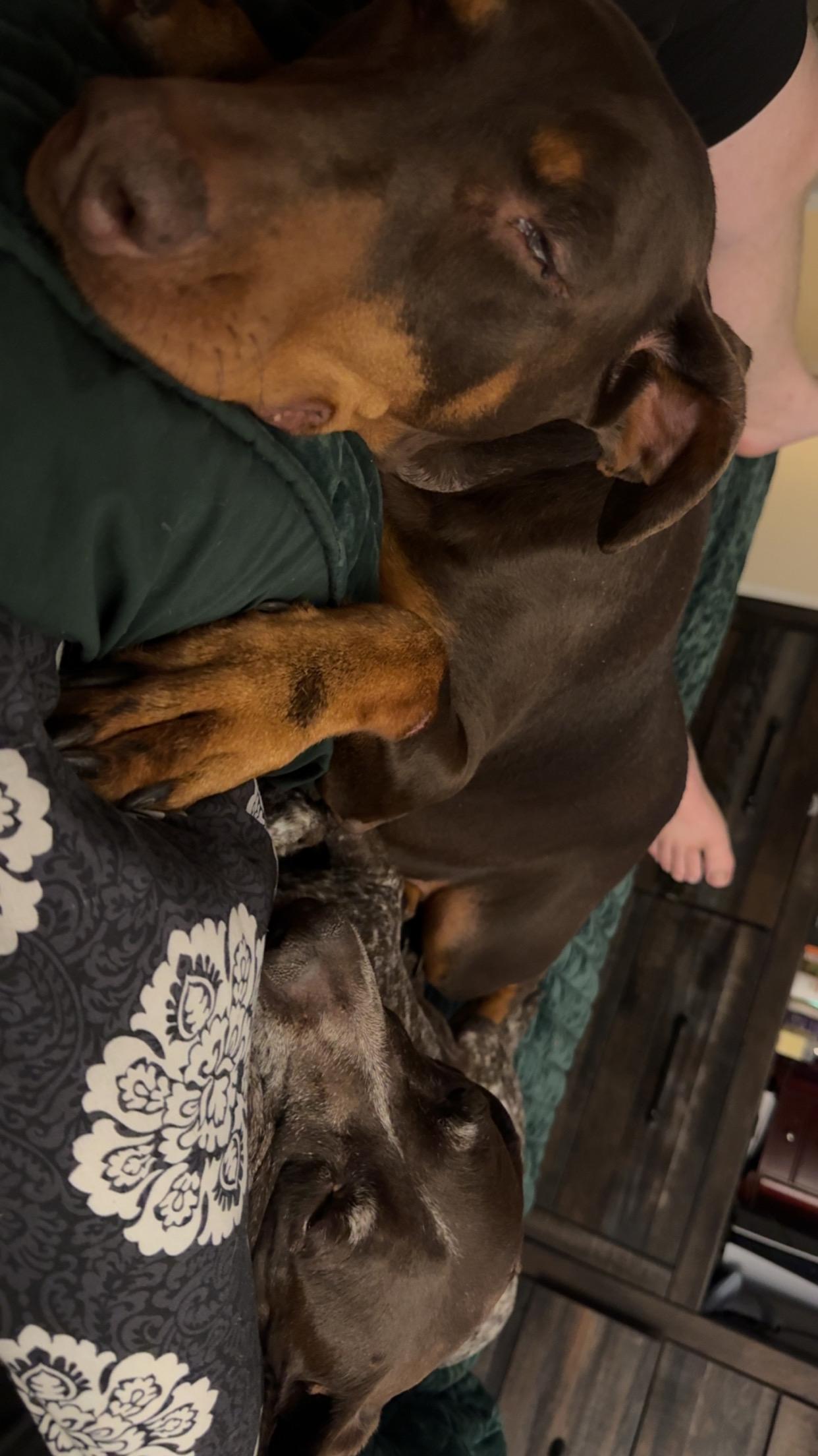 Millie Mae **COURTESY POST**, a Adopted mixed breed in Lewiston, ID image 4/4