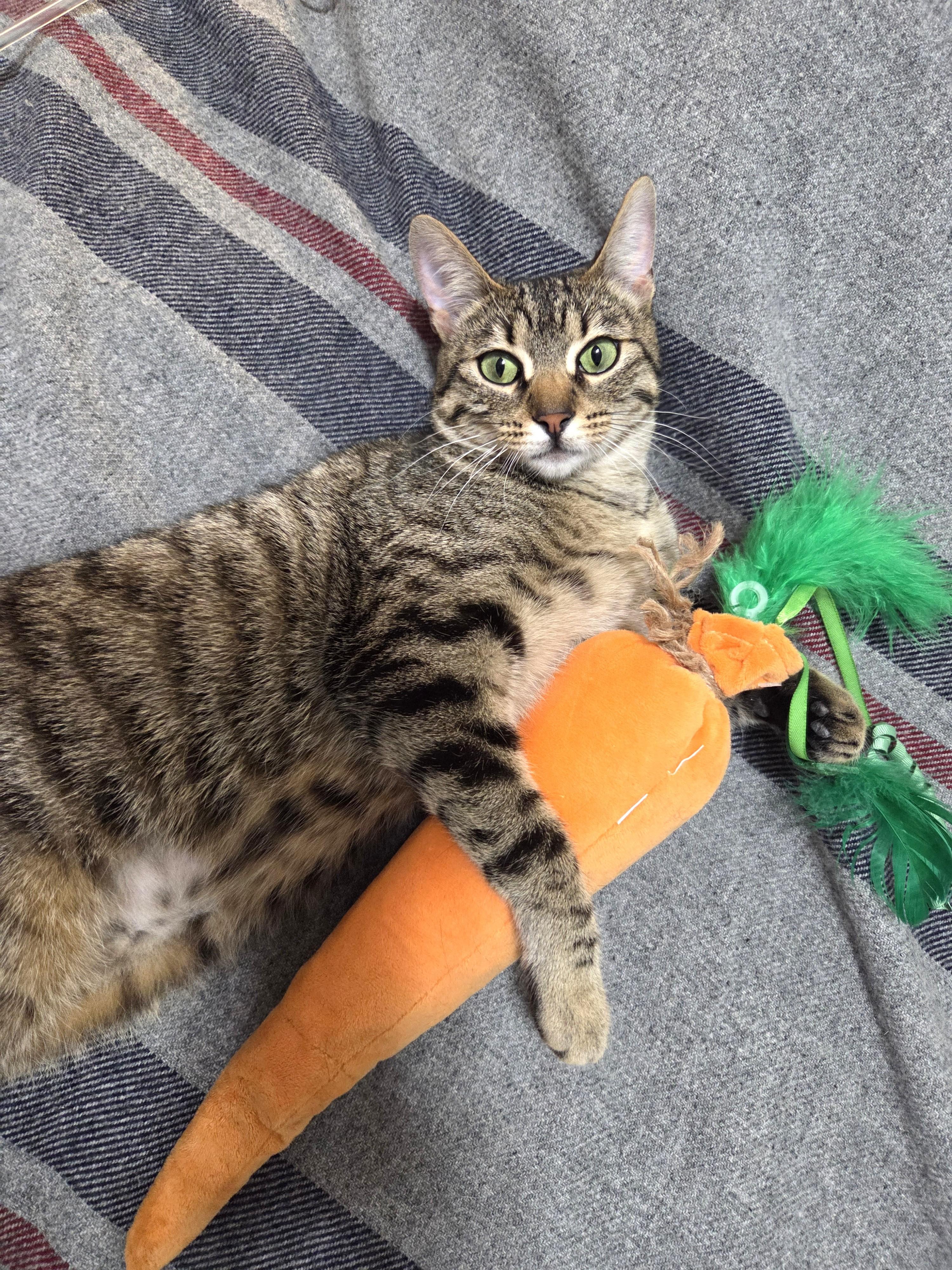 Kimmlee, Adoptable, Adult Female Domestic Short Hair.