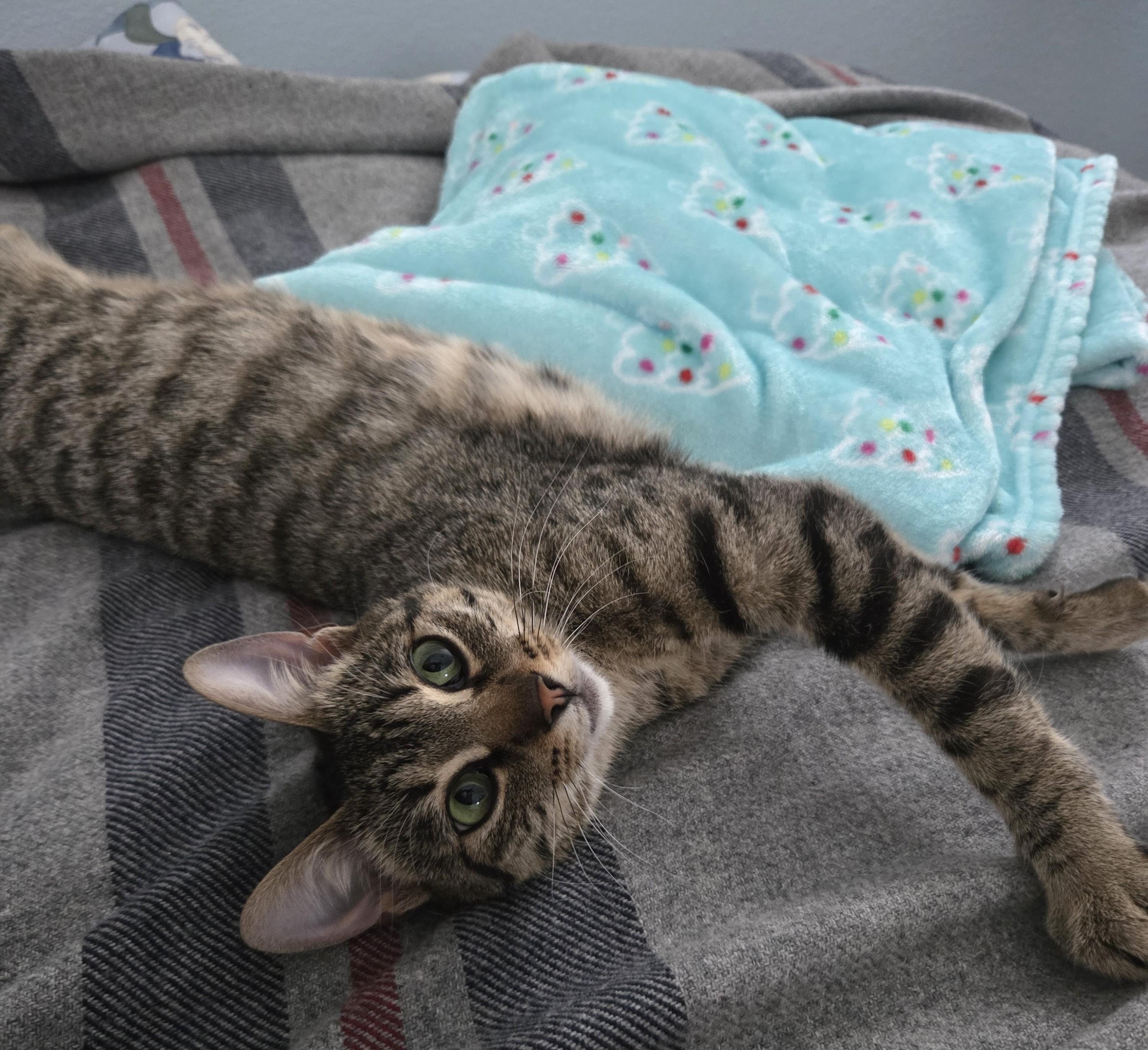 Enlarge Kimmlee, a Adoptable mixed breed in Buhl, ID image 2/6