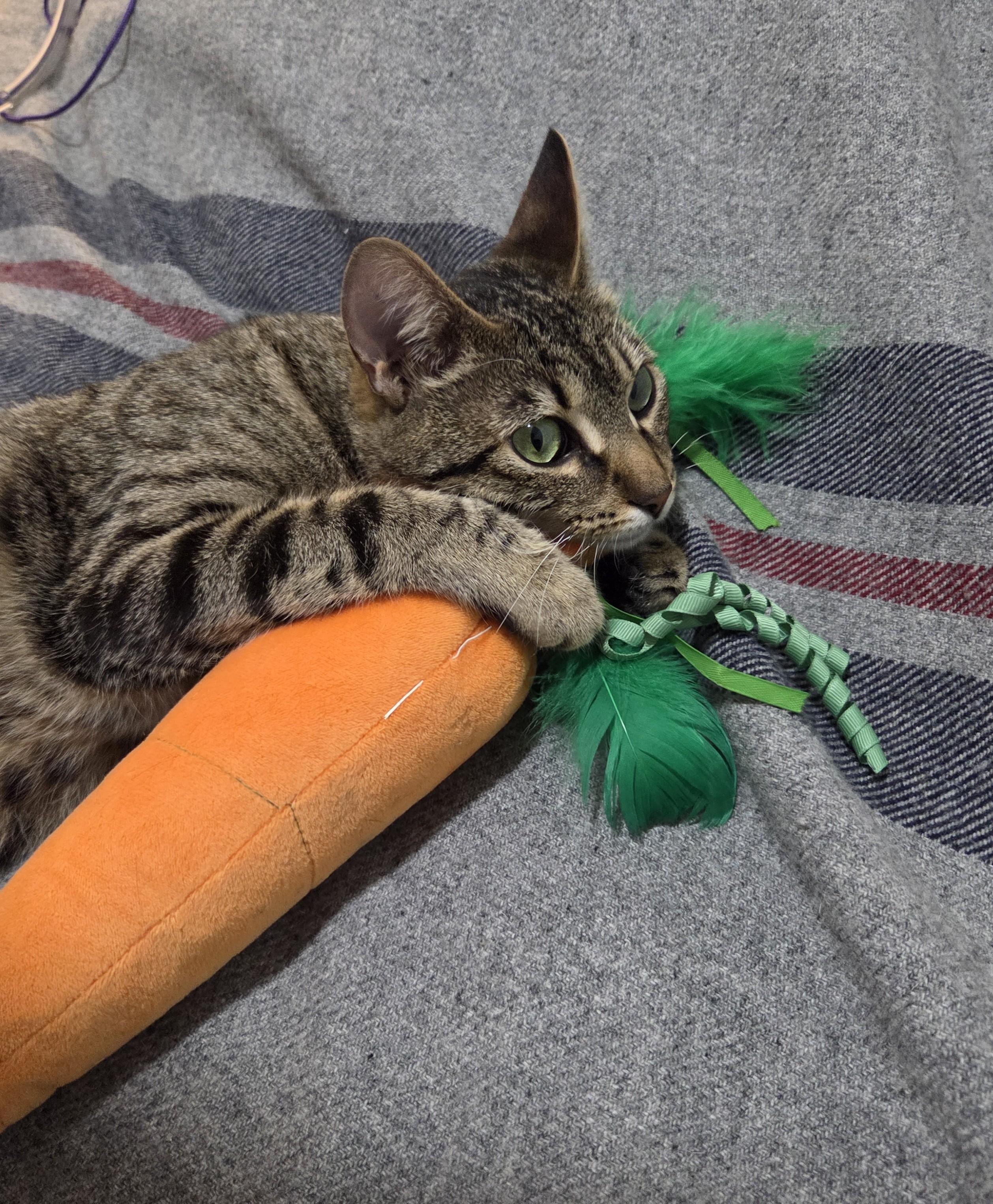 Enlarge Kimmlee, a Adoptable mixed breed in Buhl, ID image 3/6