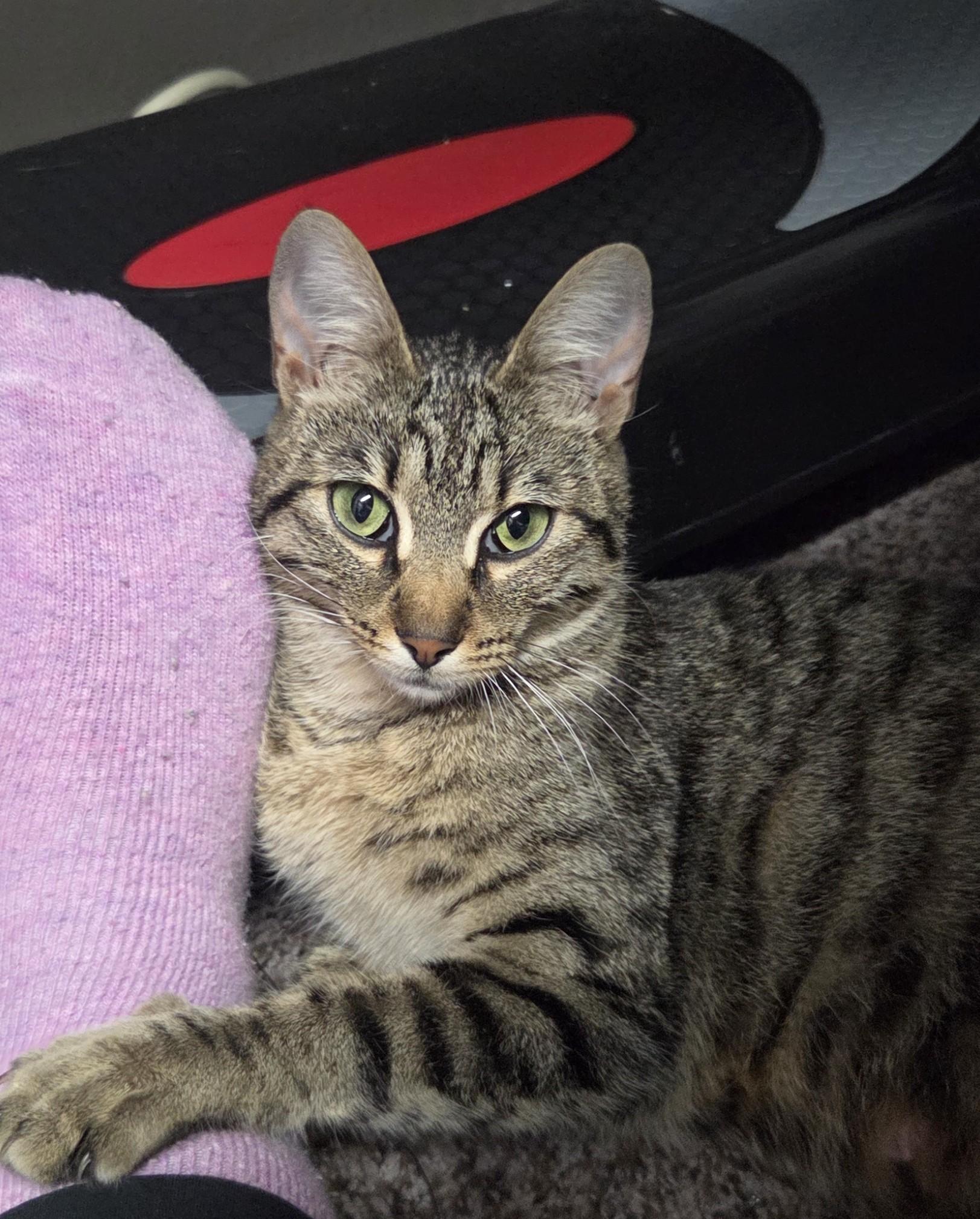 Enlarge Kimmlee, a Adoptable mixed breed in Buhl, ID image 4/6