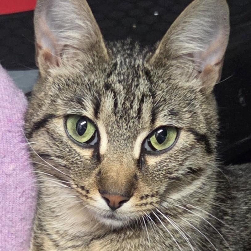 Enlarge Kimmlee, a Adoptable mixed breed in Buhl, ID image 5/6