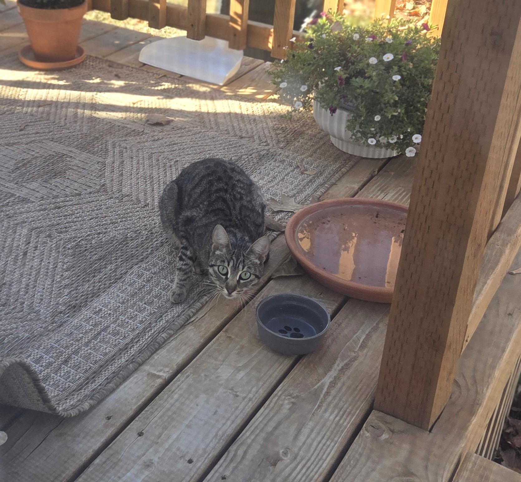 Enlarge Kimmlee, a Adoptable mixed breed in Buhl, ID image 5/6