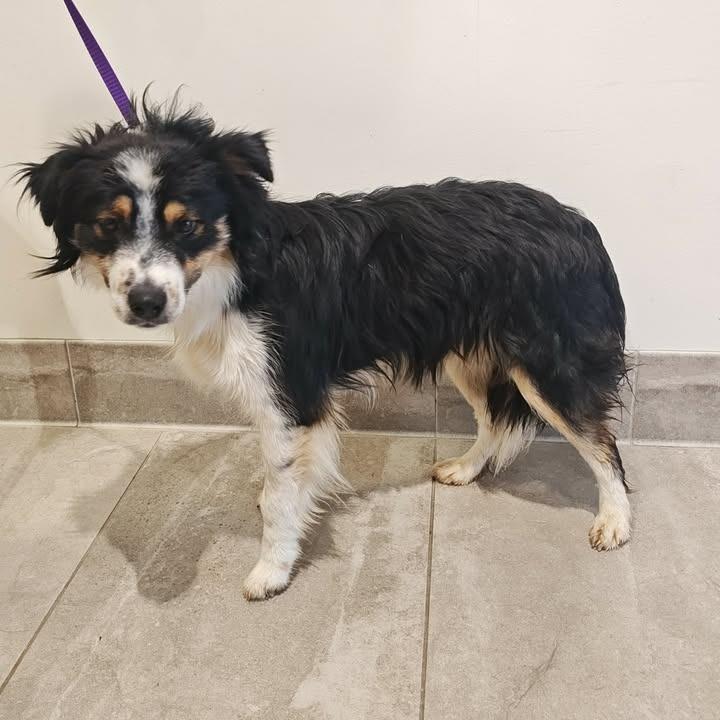 Irwin, Adopted, Young Male Australian Shepherd.