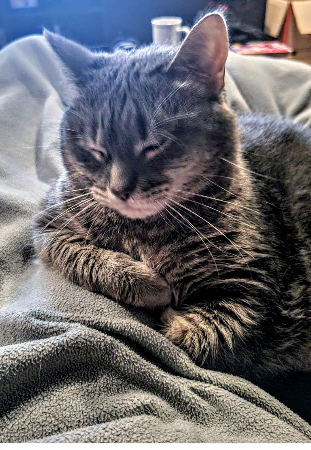 Enlarge Meredith Grey (Mar-Bear), a Adoptable Domestic Short Hair in Livonia, MI image 1/3