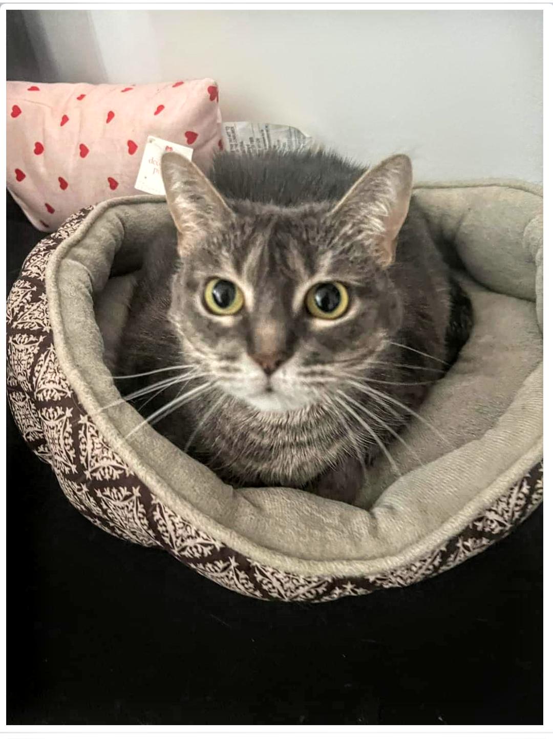 Enlarge Meredith Grey (Mar-Bear), a Adoptable Domestic Short Hair in Livonia, MI image 2/3