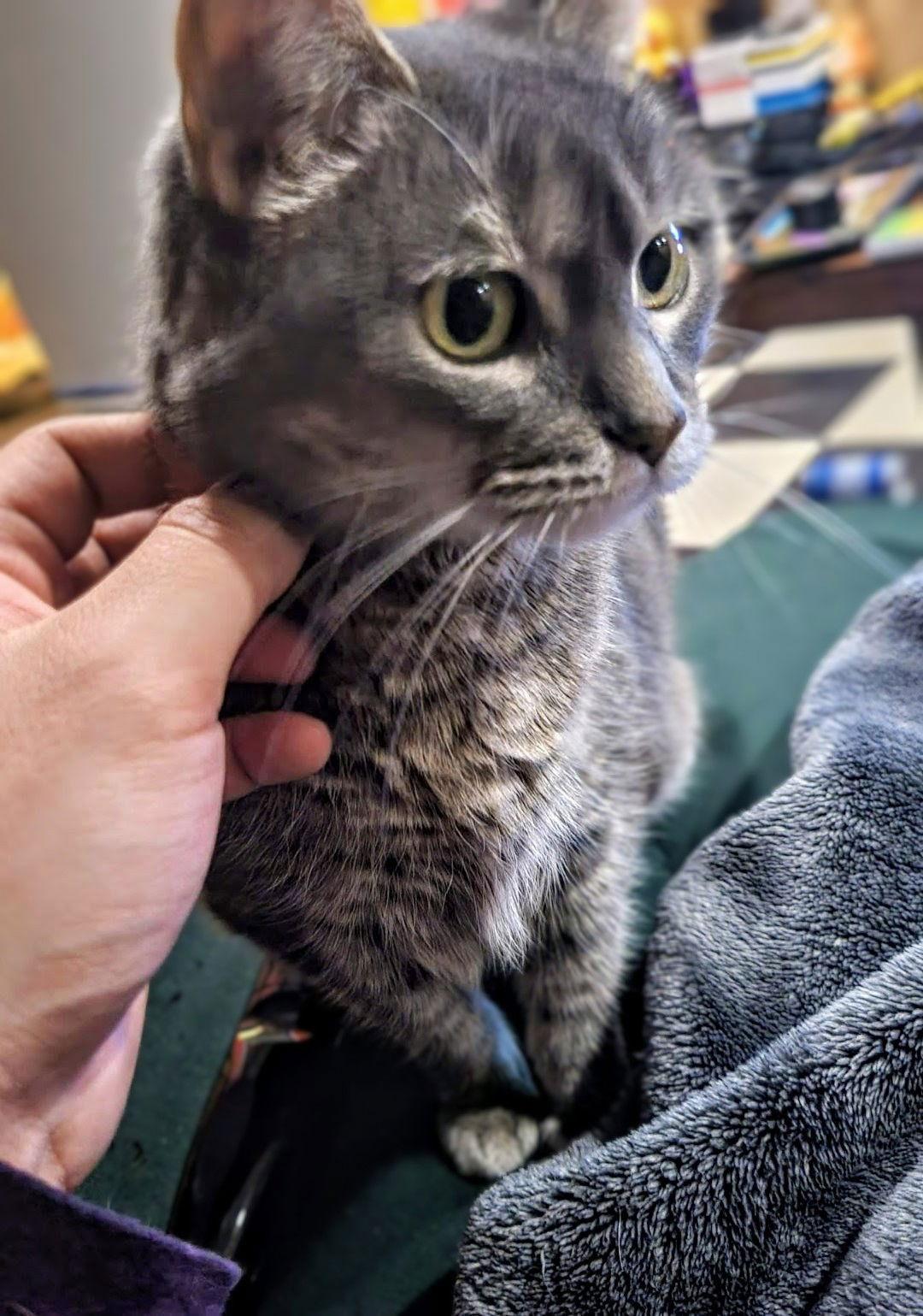 Enlarge Meredith Grey (Mar-Bear), a Adoptable Domestic Short Hair in Livonia, MI image 3/3