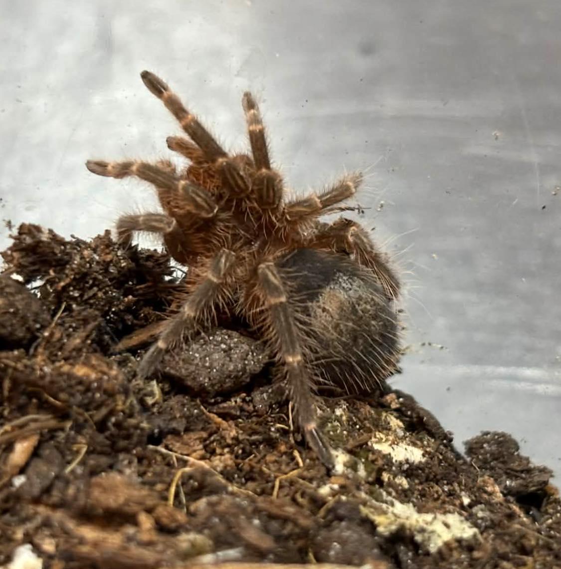 Enlarge Chaco golden knee tarantula, an adopted Tarantula in Durham, NC image 1/1