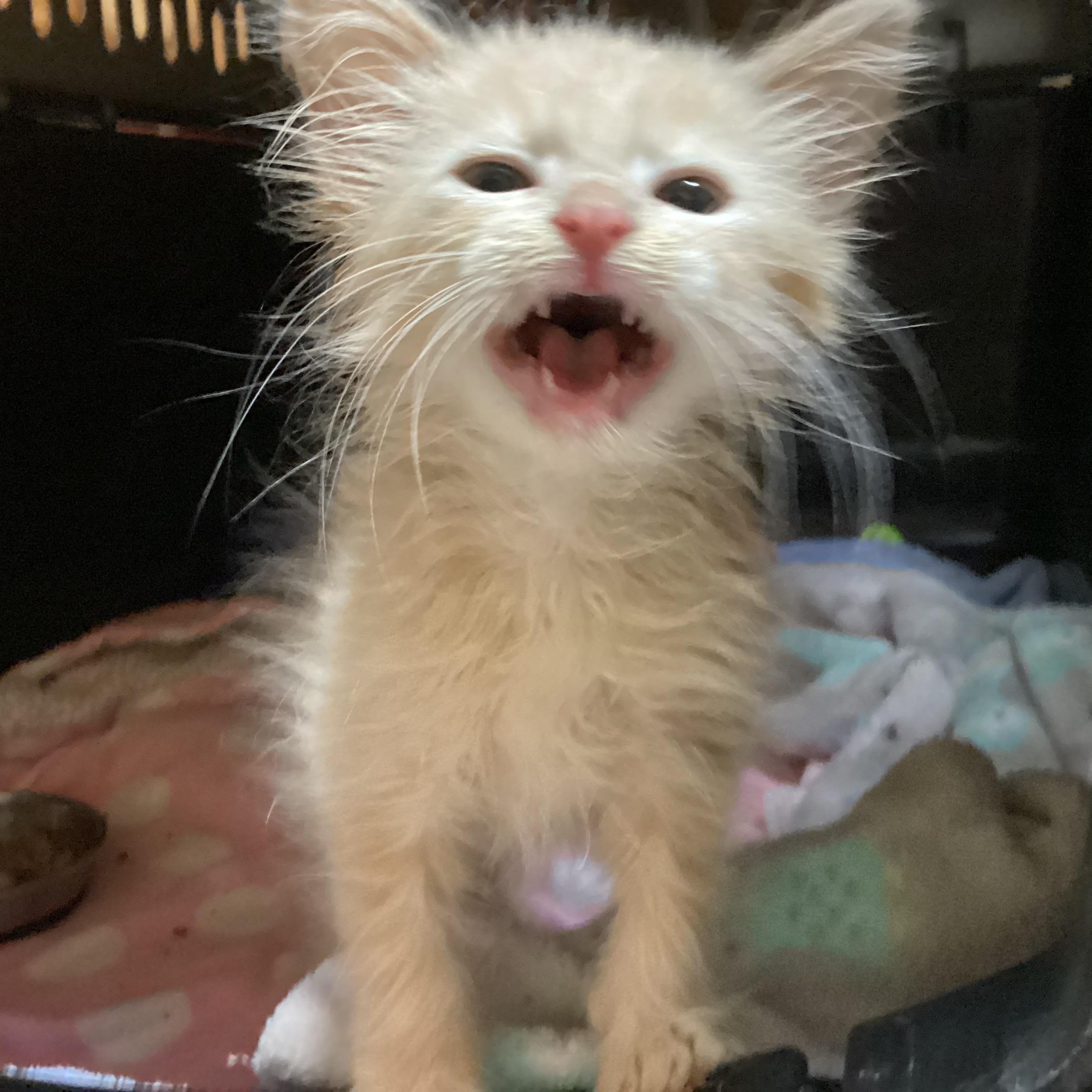 Enlarge Yeti, a Adopted Domestic Long Hair in Waxhaw, NC image 5/6