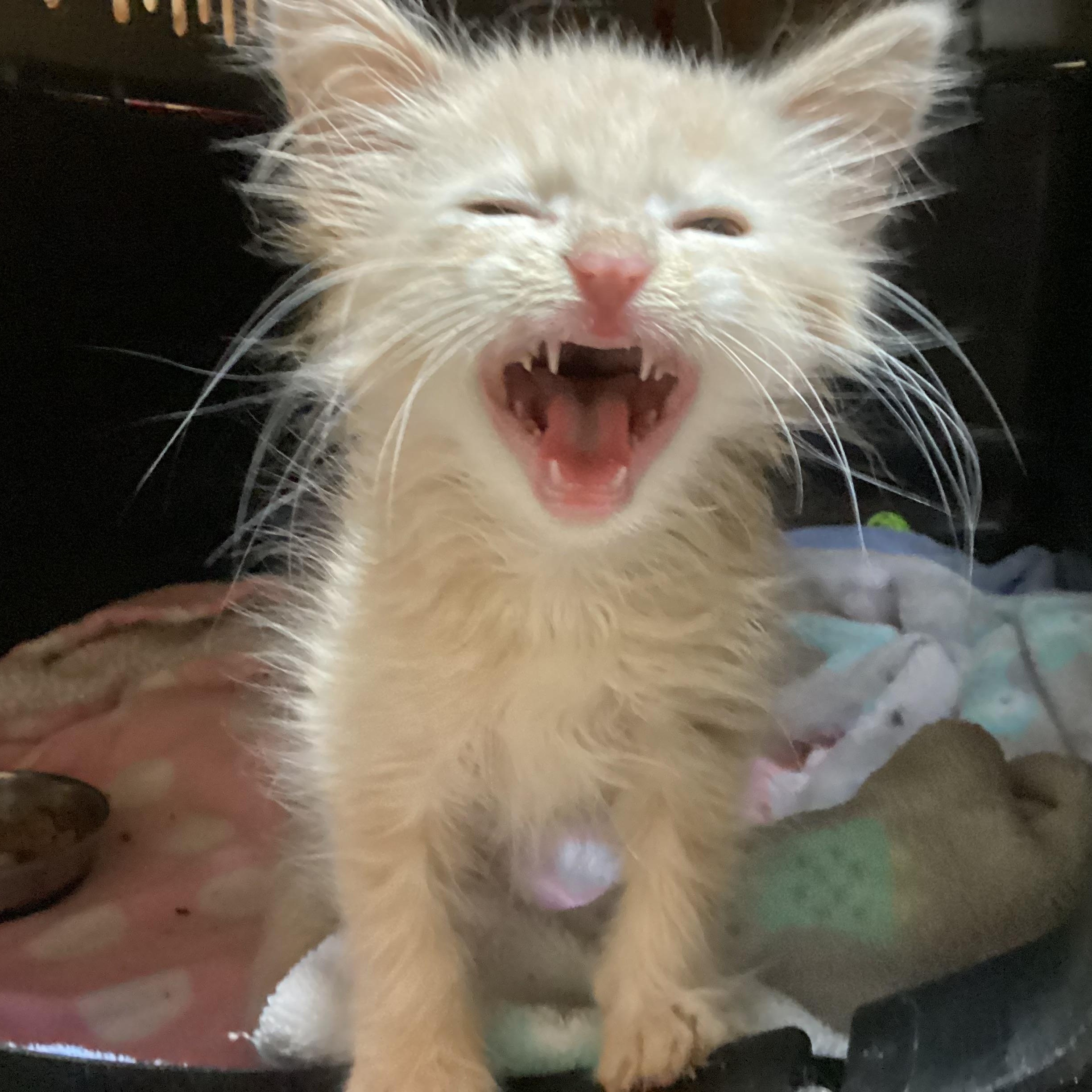 Enlarge Yeti, a Adopted Domestic Long Hair in Waxhaw, NC image 6/6