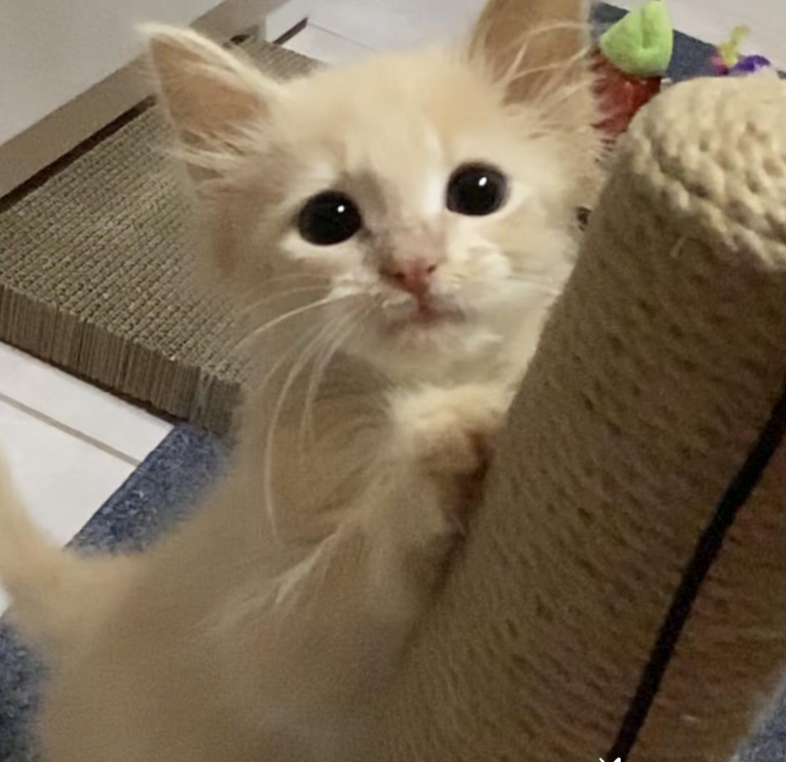 Enlarge Yeti, a Adopted Domestic Long Hair in Waxhaw, NC image 1/6