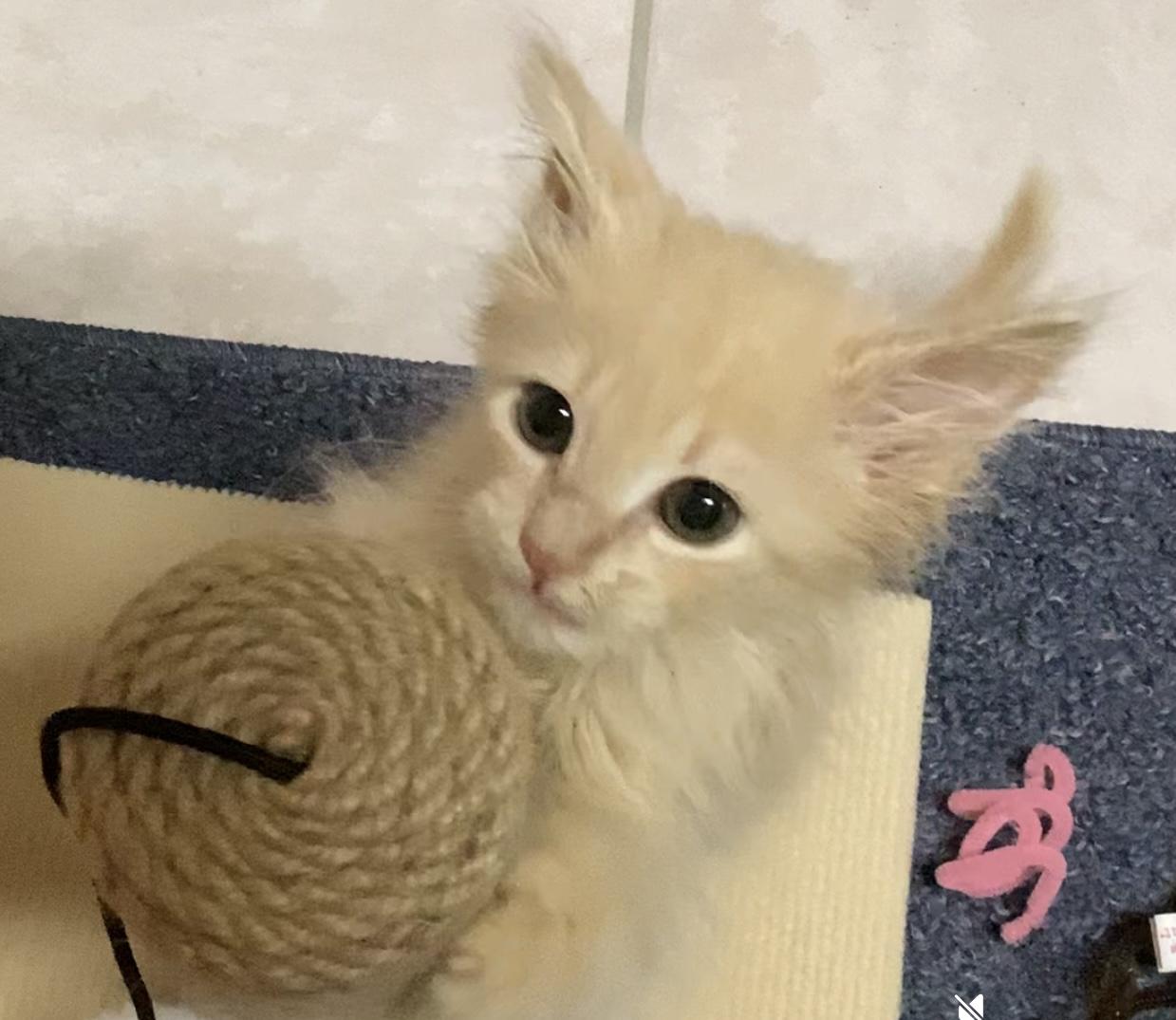 Enlarge Yeti, a Adopted Domestic Long Hair in Waxhaw, NC image 2/6