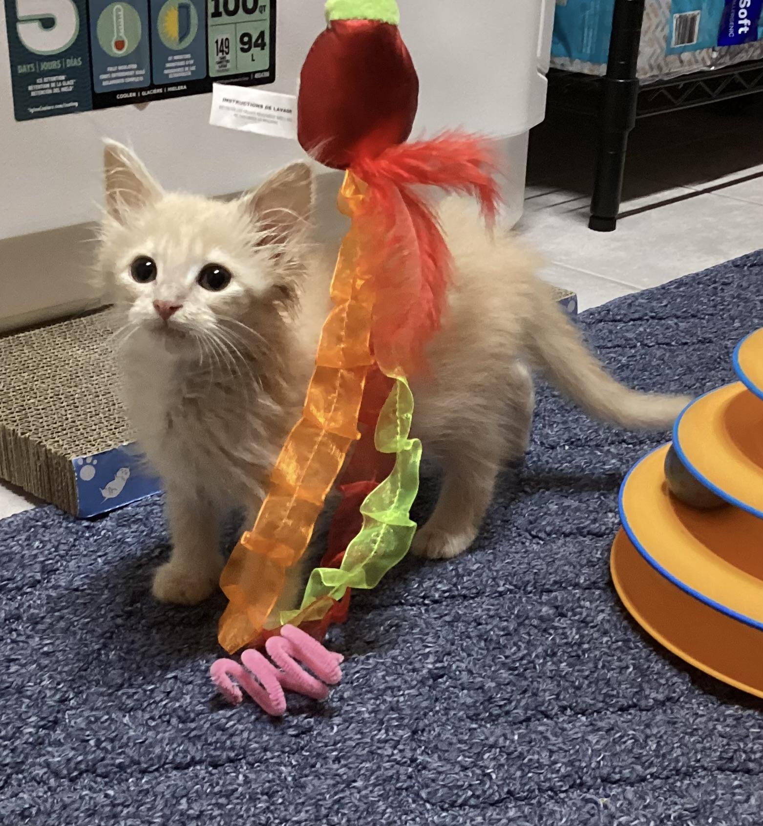 Enlarge Yeti, a Adopted Domestic Long Hair in Waxhaw, NC image 4/6