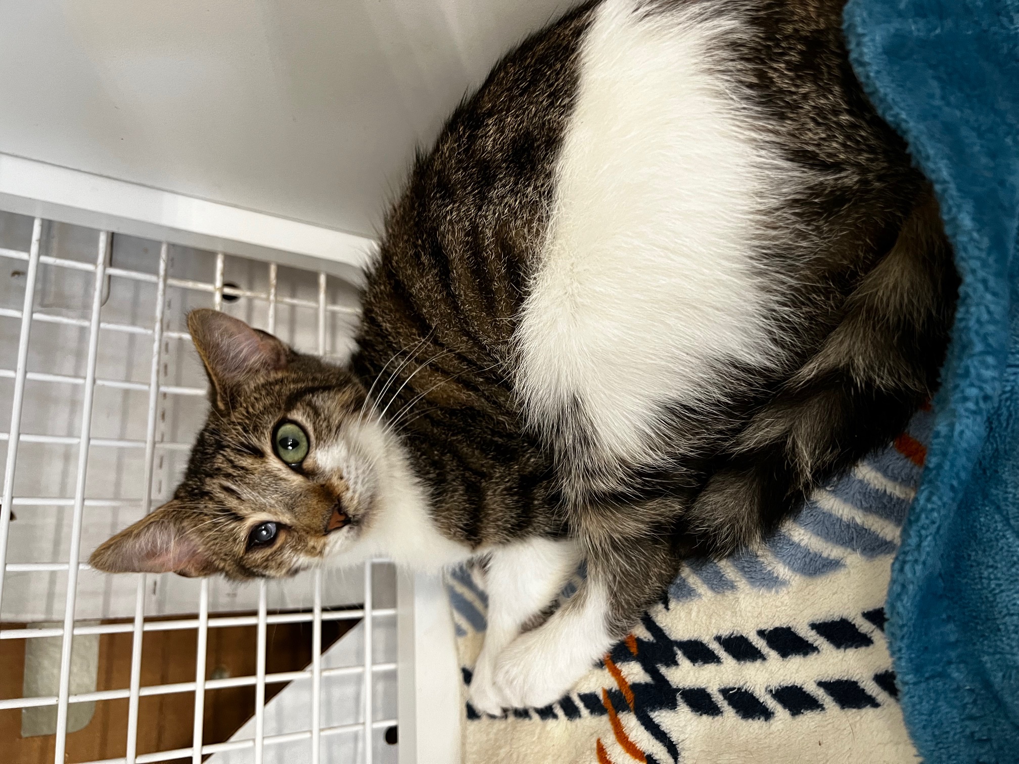 Cat for adoption - Happy (mf), a Domestic Short Hair & Tabby