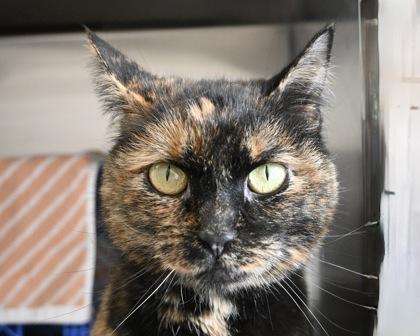 Angel Girl, Adoptable, Adult Female Domestic Short Hair.