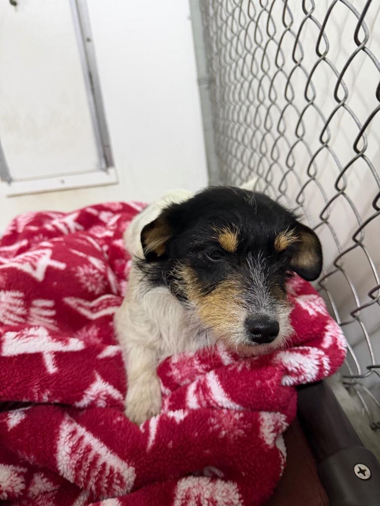 Allie, Adoptable, Young Female Wirehaired Terrier & Mixed Breed.