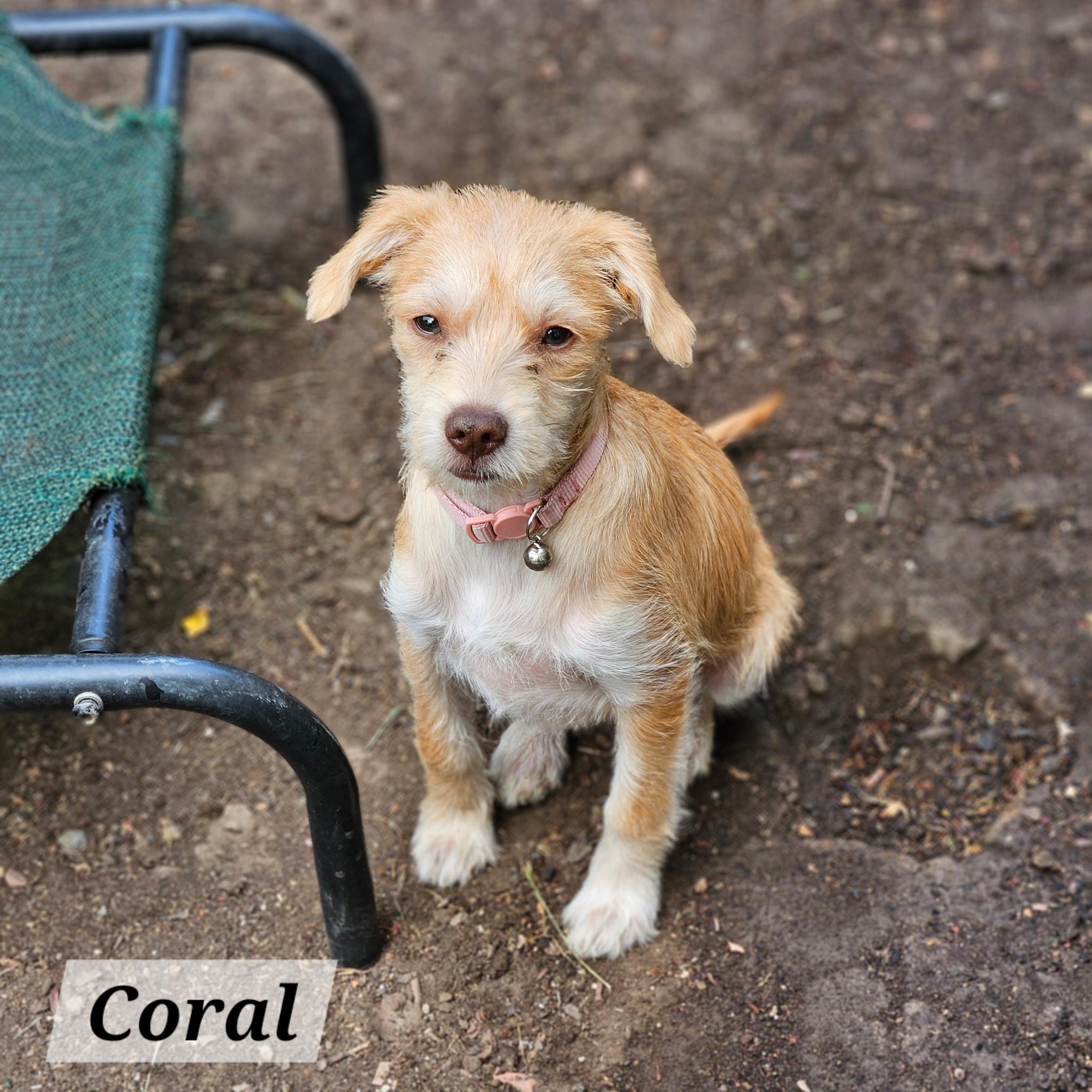 Coral, ADOPTABLE, Puppy Female Jack Russell Terrier & Chihuahua.
