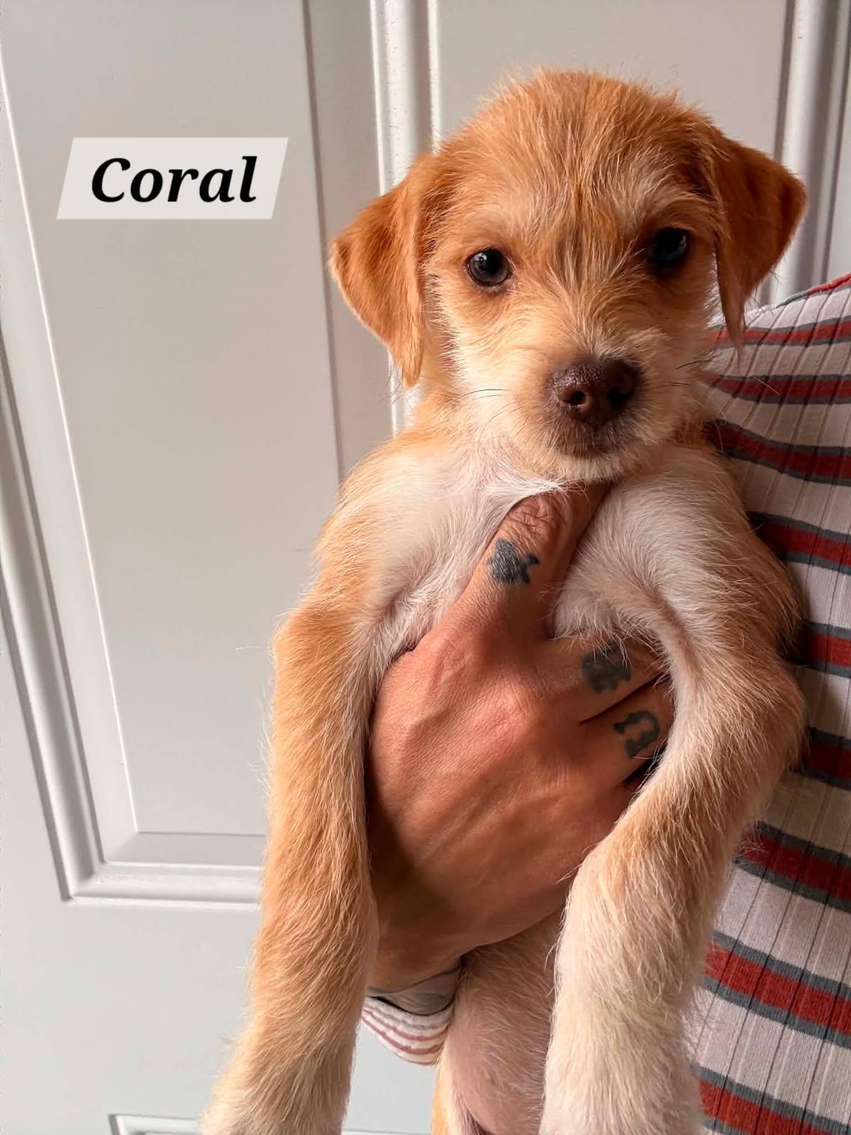 Coral, a ADOPTABLE mixed breed in clayton , CA image 2/3