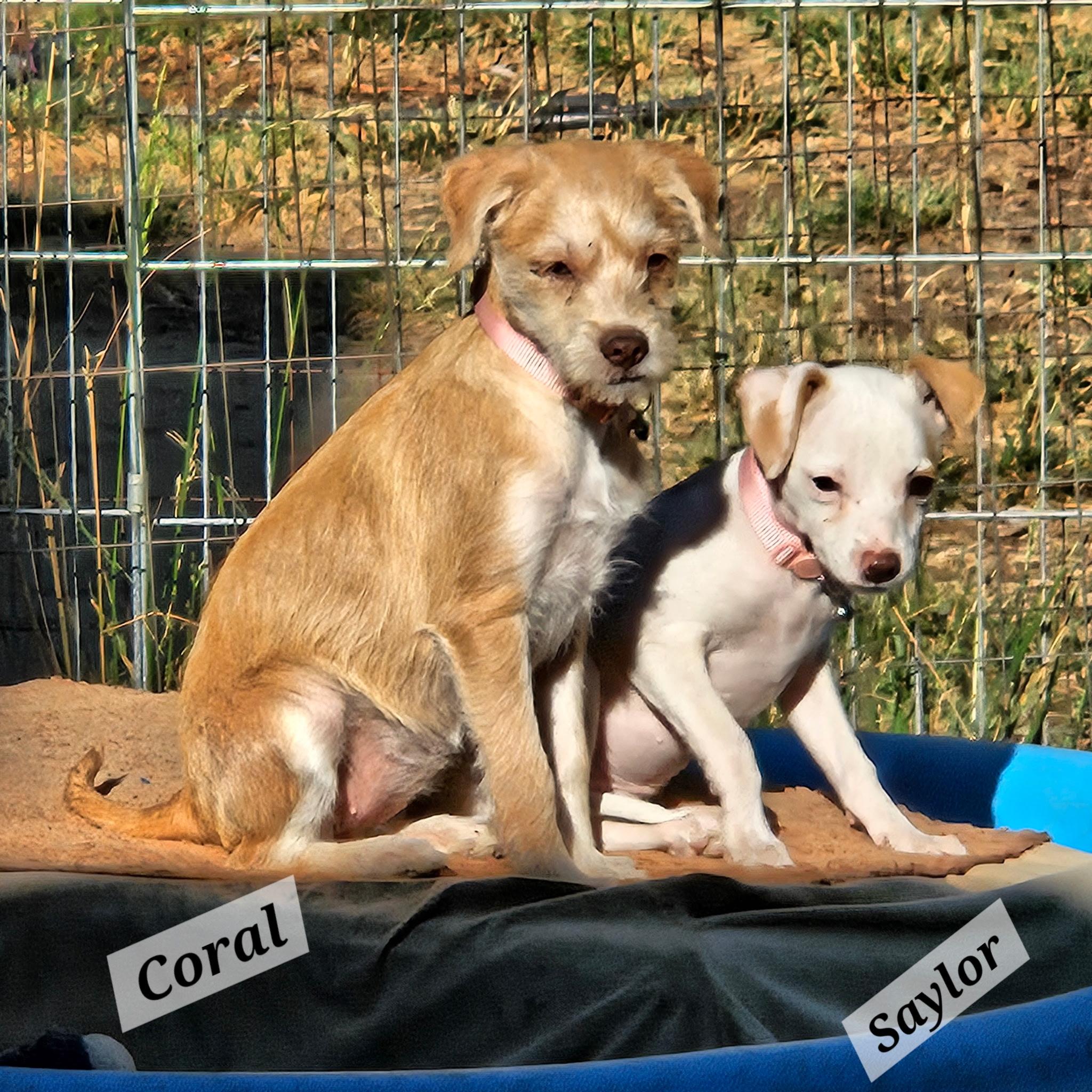 Coral, a ADOPTABLE mixed breed in clayton , CA image 3/3